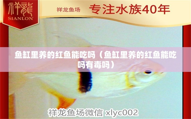 魚缸里養(yǎng)的紅魚能吃嗎（魚缸里養(yǎng)的紅魚能吃嗎有毒嗎）