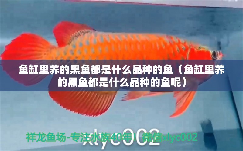 魚缸里養(yǎng)的黑魚都是什么品種的魚（魚缸里養(yǎng)的黑魚都是什么品種的魚呢） 硝化細(xì)菌