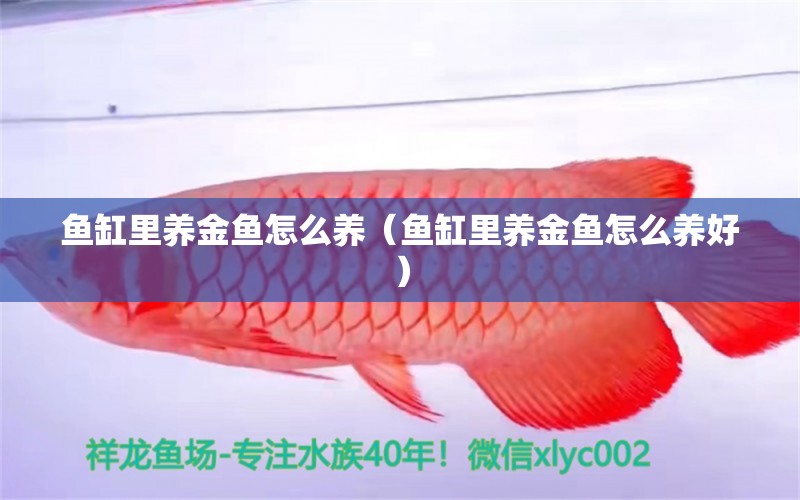 魚缸里養(yǎng)金魚怎么養(yǎng)（魚缸里養(yǎng)金魚怎么養(yǎng)好） 白子金龍魚