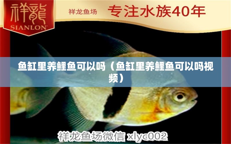 魚(yú)缸里養(yǎng)鯉魚(yú)可以嗎（魚(yú)缸里養(yǎng)鯉魚(yú)可以嗎視頻）