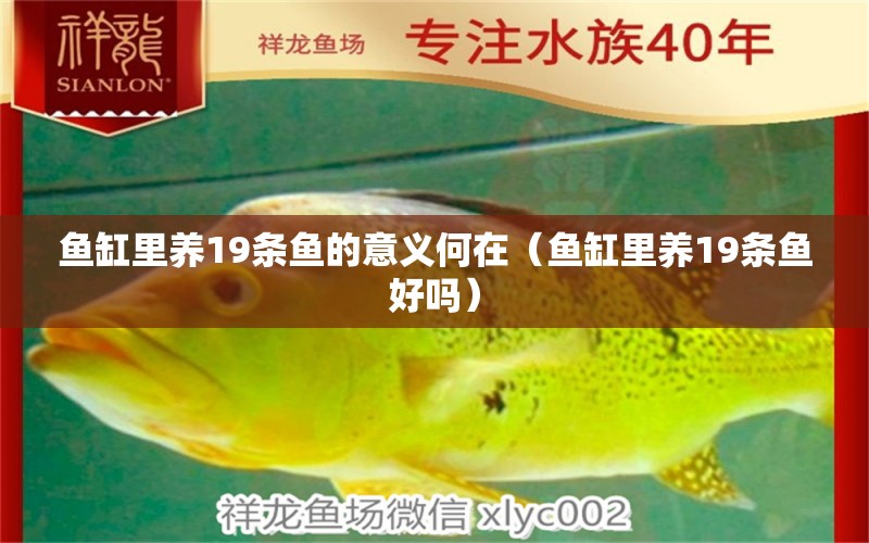 魚缸里養(yǎng)19條魚的意義何在（魚缸里養(yǎng)19條魚好嗎）