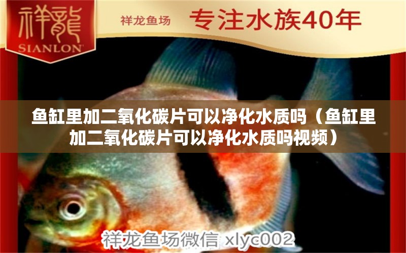 魚缸里加二氧化碳片可以凈化水質嗎（魚缸里加二氧化碳片可以凈化水質嗎視頻） 二氧化碳設備 第1張