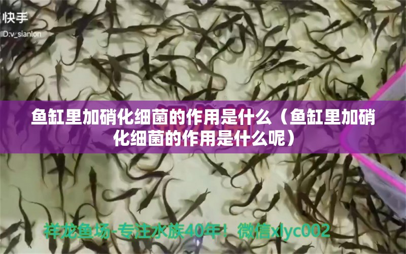 魚缸里加硝化細(xì)菌的作用是什么（魚缸里加硝化細(xì)菌的作用是什么呢） 硝化細(xì)菌