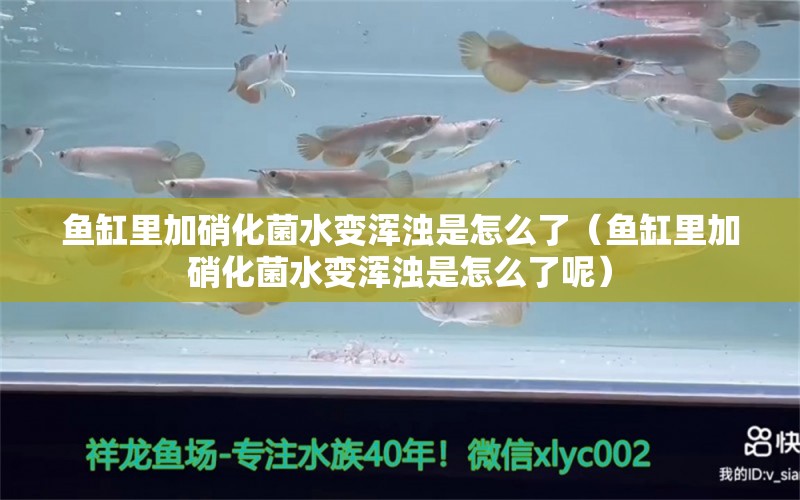 魚缸里加硝化菌水變渾濁是怎么了（魚缸里加硝化菌水變渾濁是怎么了呢）