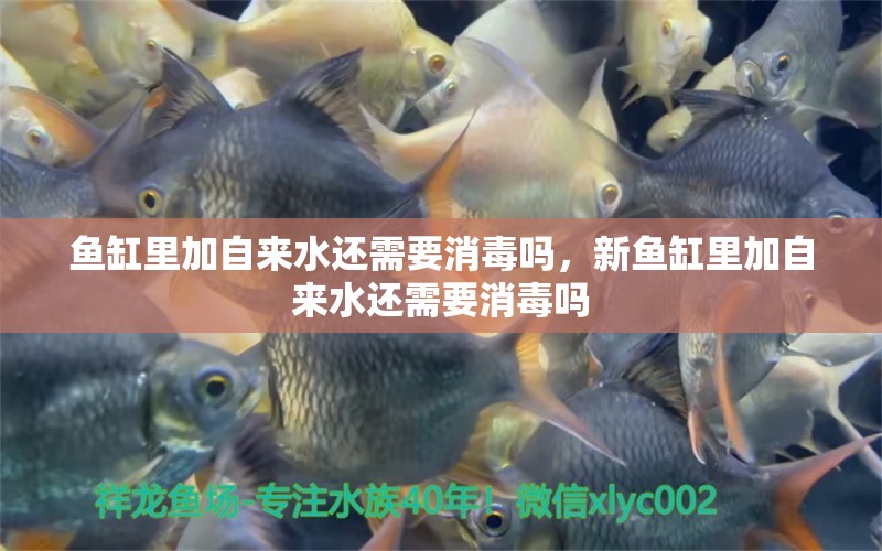 魚缸里加自來水還需要消毒嗎，新魚缸里加自來水還需要消毒嗎 白子關(guān)刀魚苗