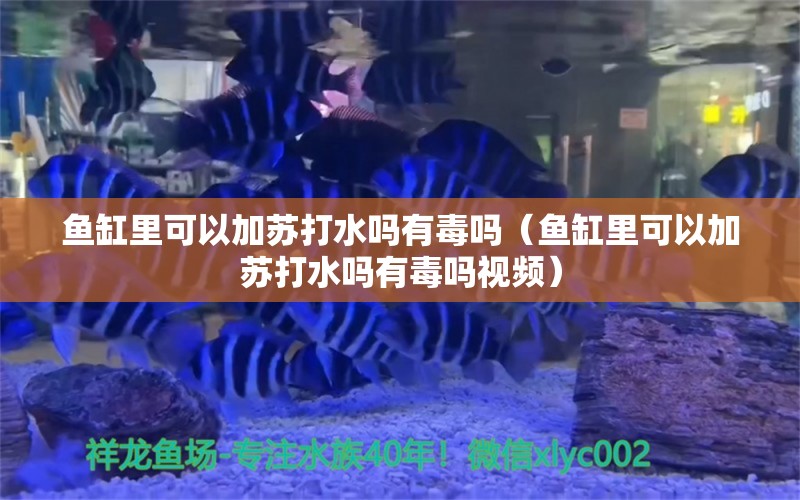 魚缸里可以加蘇打水嗎有毒嗎（魚缸里可以加蘇打水嗎有毒嗎視頻） 觀賞魚市場（混養(yǎng)魚）