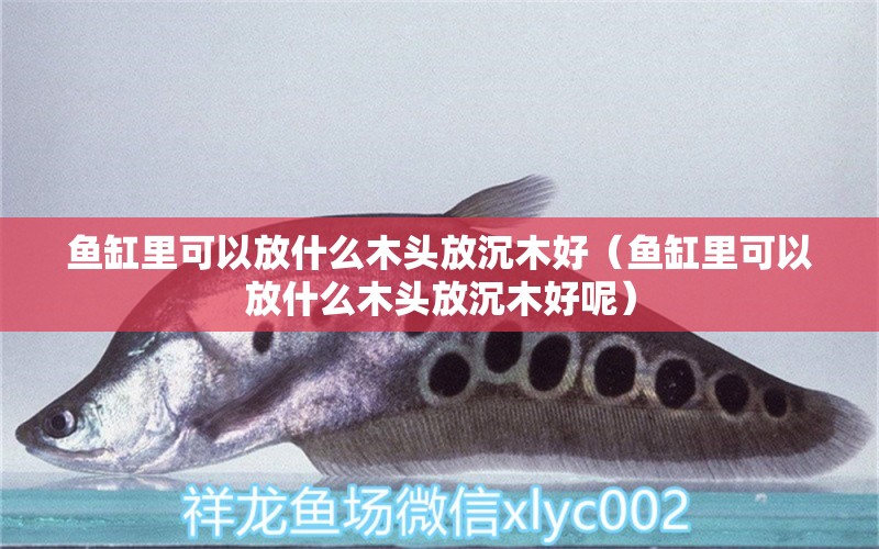 魚缸里可以放什么木頭放沉木好（魚缸里可以放什么木頭放沉木好呢） 其他品牌魚缸