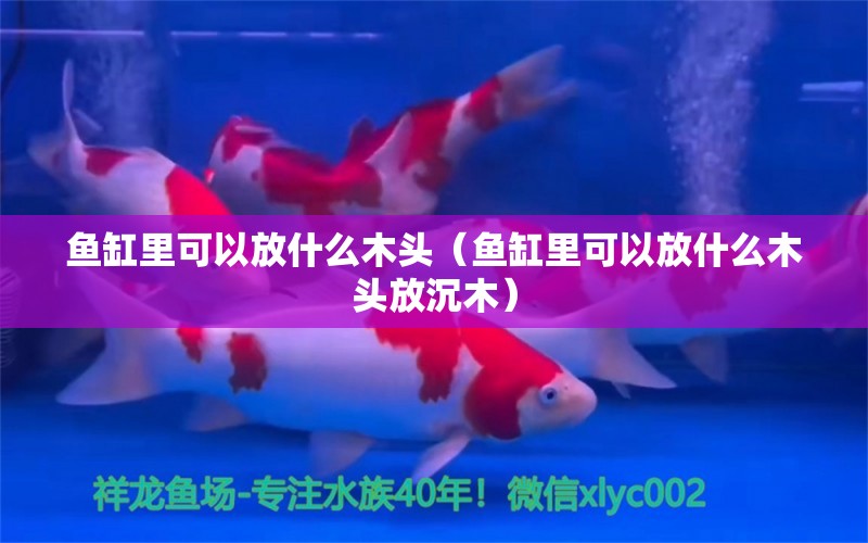 魚缸里可以放什么木頭（魚缸里可以放什么木頭放沉木） 其他品牌魚缸