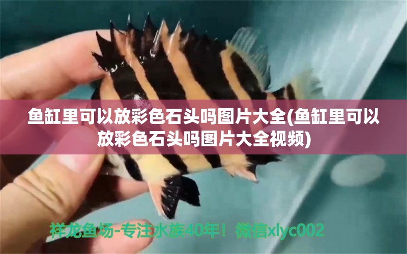 魚缸里可以放彩色石頭嗎圖片大全(魚缸里可以放彩色石頭嗎圖片大全視頻)