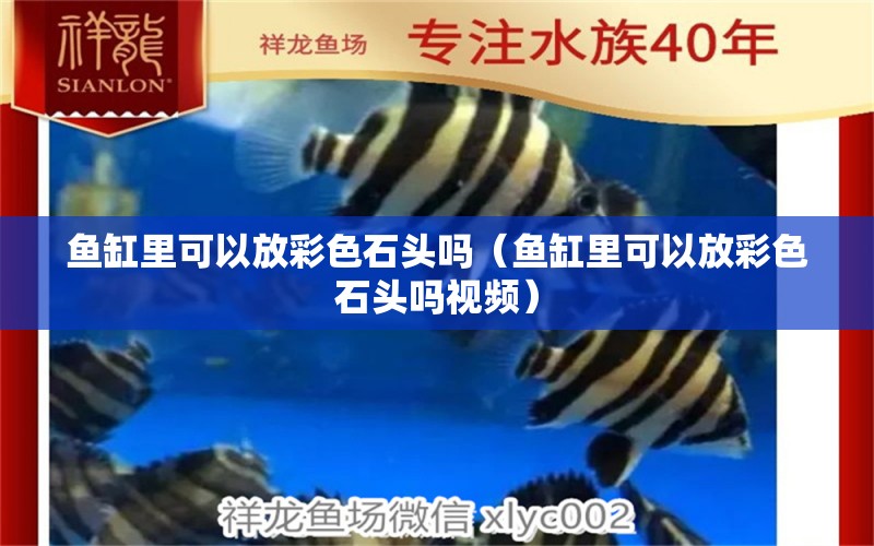 魚(yú)缸里可以放彩色石頭嗎（魚(yú)缸里可以放彩色石頭嗎視頻） 祥龍超血紅龍魚(yú)