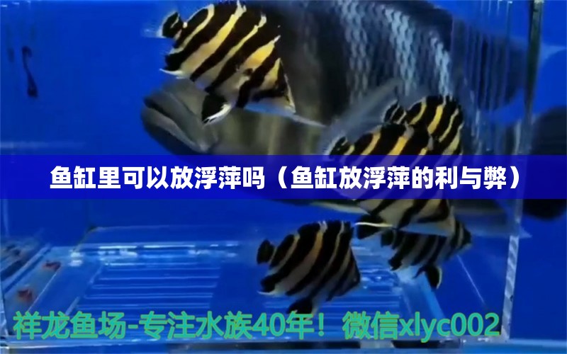 魚缸里可以放浮萍嗎（魚缸放浮萍的利與弊）