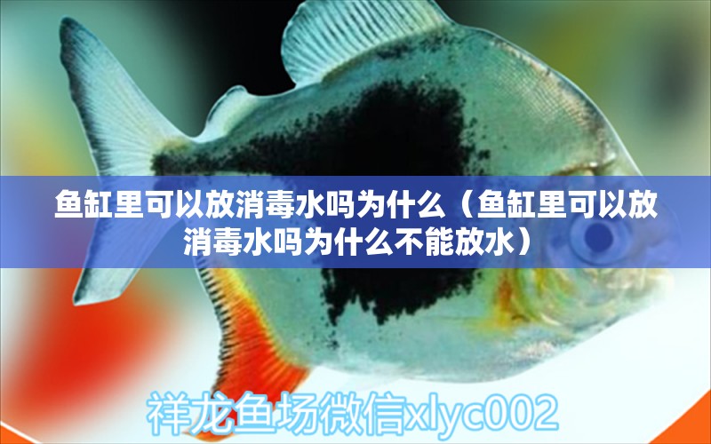 魚(yú)缸里可以放消毒水嗎為什么（魚(yú)缸里可以放消毒水嗎為什么不能放水） 祥龍水族醫(yī)院