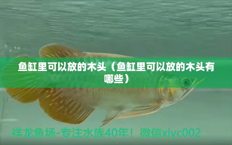 魚缸里可以放的木頭（魚缸里可以放的木頭有哪些）