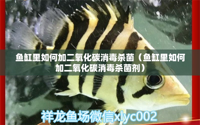 魚缸里如何加二氧化碳消毒殺菌（魚缸里如何加二氧化碳消毒殺菌劑） 二氧化碳設(shè)備