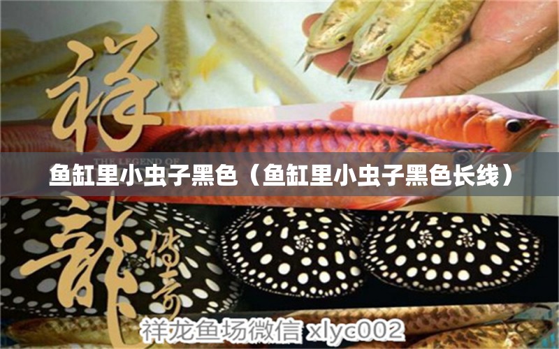 魚缸里小蟲子黑色（魚缸里小蟲子黑色長(zhǎng)線）