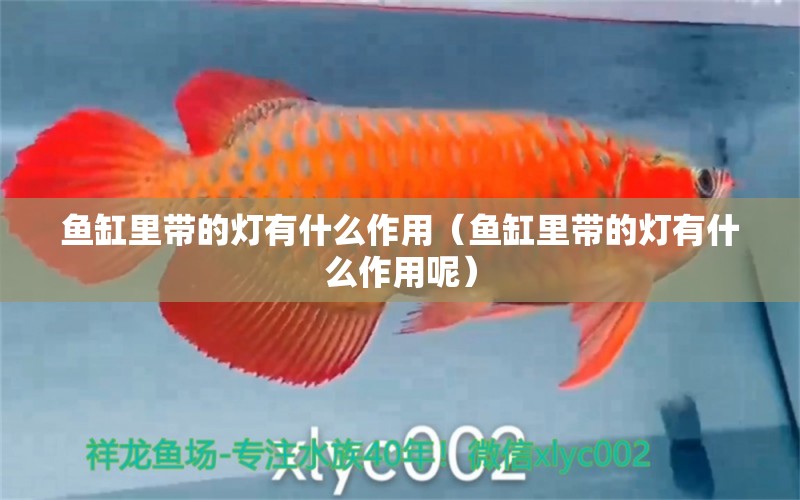 魚缸里帶的燈有什么作用（魚缸里帶的燈有什么作用呢） 祥龍水族醫(yī)院