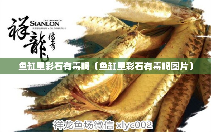 魚缸里彩石有毒嗎（魚缸里彩石有毒嗎圖片） 祥龍魚場