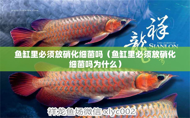 魚缸里必須放硝化細(xì)菌嗎（魚缸里必須放硝化細(xì)菌嗎為什么） 硝化細(xì)菌