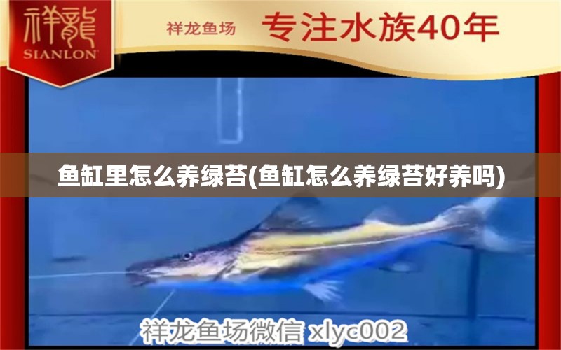 魚缸里怎么養(yǎng)綠苔(魚缸怎么養(yǎng)綠苔好養(yǎng)嗎) 觀賞魚