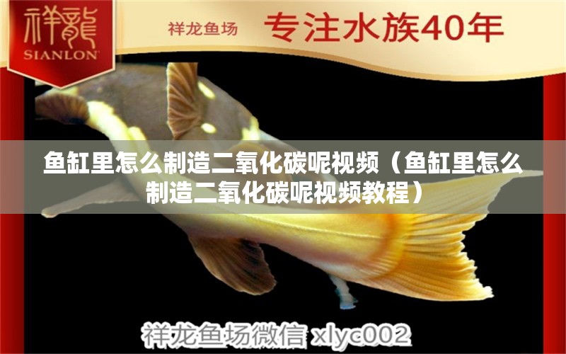 魚(yú)缸里怎么制造二氧化碳呢視頻（魚(yú)缸里怎么制造二氧化碳呢視頻教程） 二氧化碳設(shè)備