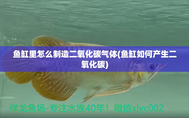 魚缸里怎么制造二氧化碳?xì)怏w(魚缸如何產(chǎn)生二氧化碳) 二氧化碳設(shè)備