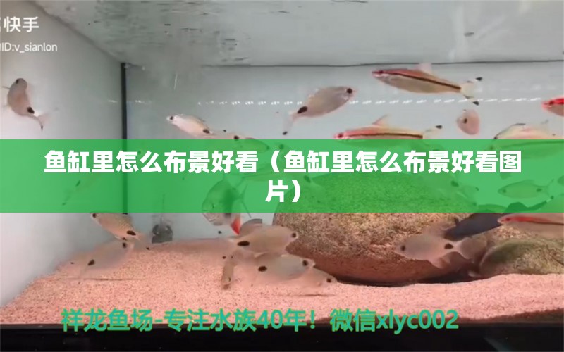 魚缸里怎么布景好看（魚缸里怎么布景好看圖片） 祥龍魚場