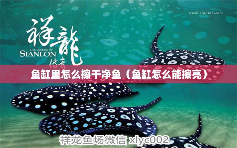 魚(yú)缸里怎么擦干凈魚(yú)（魚(yú)缸怎么能擦亮） 黃金招財(cái)貓魚(yú)