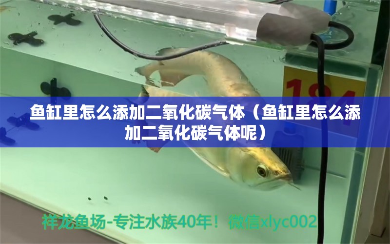 魚缸里怎么添加二氧化碳?xì)怏w（魚缸里怎么添加二氧化碳?xì)怏w呢）