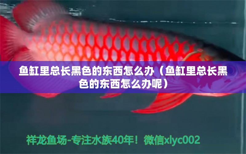 魚缸里總長黑色的東西怎么辦（魚缸里總長黑色的東西怎么辦呢） 祥龍水族醫(yī)院