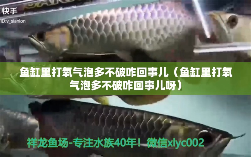 魚缸里打氧氣泡多不破咋回事兒（魚缸里打氧氣泡多不破咋回事兒呀）