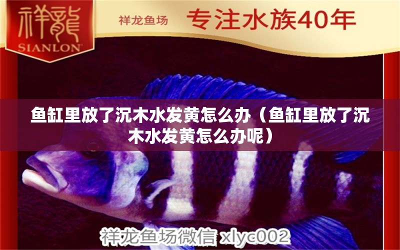 魚(yú)缸里放了沉木水發(fā)黃怎么辦（魚(yú)缸里放了沉木水發(fā)黃怎么辦呢）