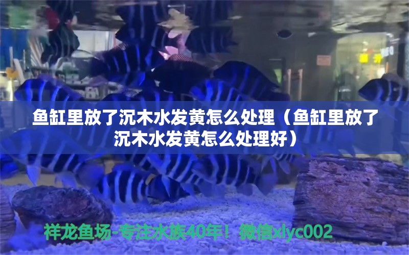 魚(yú)缸里放了沉木水發(fā)黃怎么處理（魚(yú)缸里放了沉木水發(fā)黃怎么處理好）