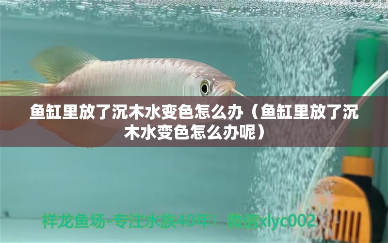 魚缸里放了沉木水變色怎么辦（魚缸里放了沉木水變色怎么辦呢）