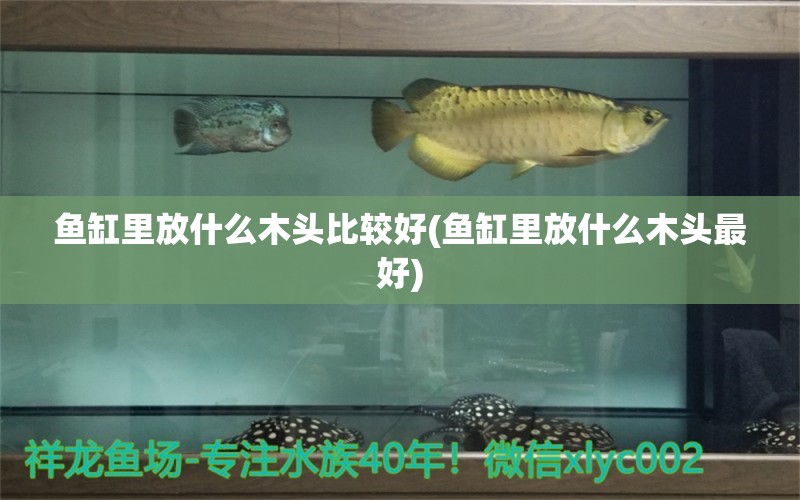 魚缸里放什么木頭比較好(魚缸里放什么木頭最好) 斑馬狗頭魚