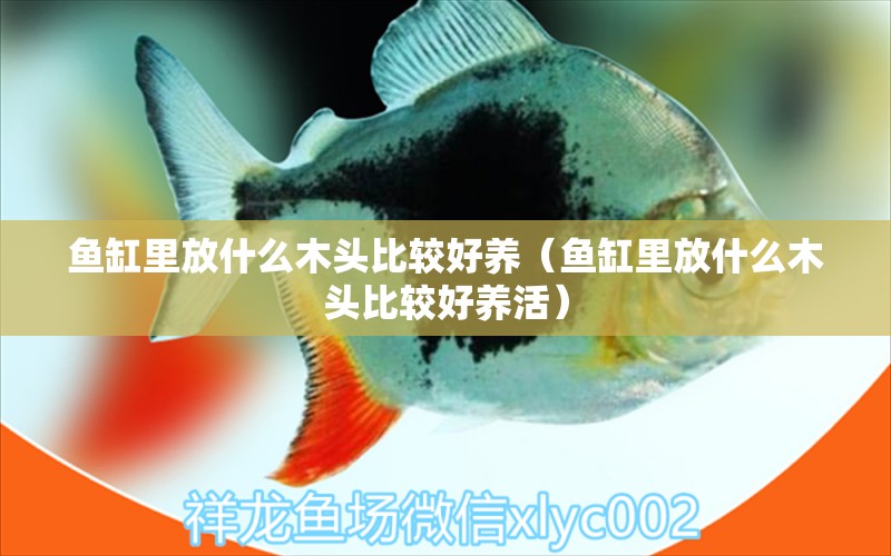 魚缸里放什么木頭比較好養(yǎng)（魚缸里放什么木頭比較好養(yǎng)活） 其他品牌魚缸