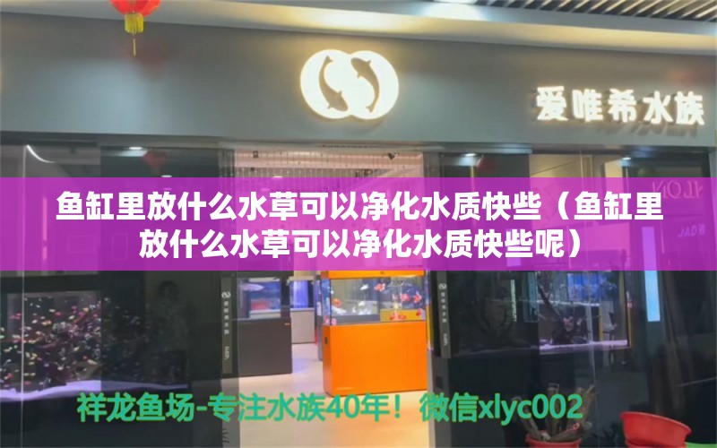 魚缸里放什么水草可以凈化水質快些（魚缸里放什么水草可以凈化水質快些呢）