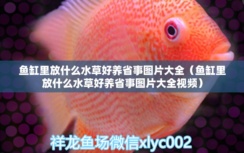 魚缸里放什么水草好養(yǎng)省事圖片大全（魚缸里放什么水草好養(yǎng)省事圖片大全視頻） 水草