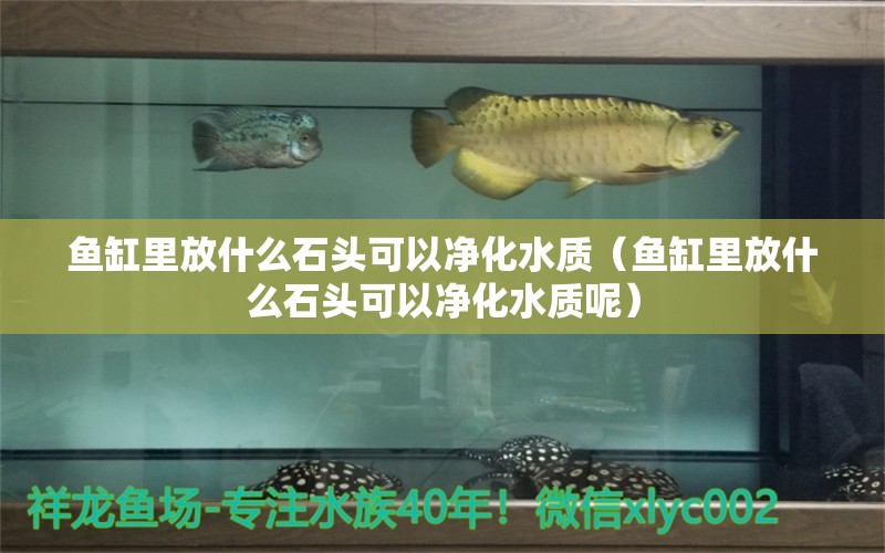 魚缸里放什么石頭可以凈化水質（魚缸里放什么石頭可以凈化水質呢）