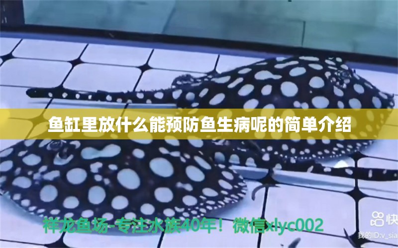 魚缸里放什么能預(yù)防魚生病呢的簡單介紹 噴點菠蘿魚 第2張