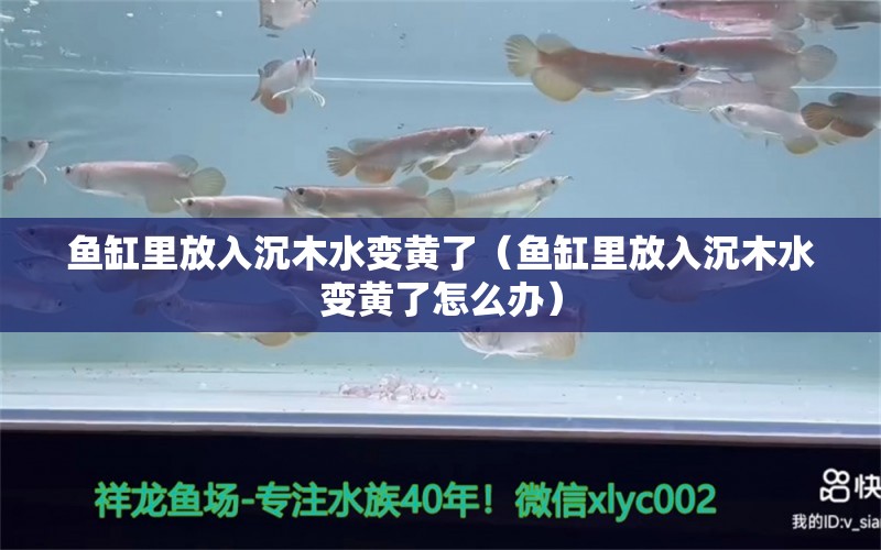 魚(yú)缸里放入沉木水變黃了（魚(yú)缸里放入沉木水變黃了怎么辦）