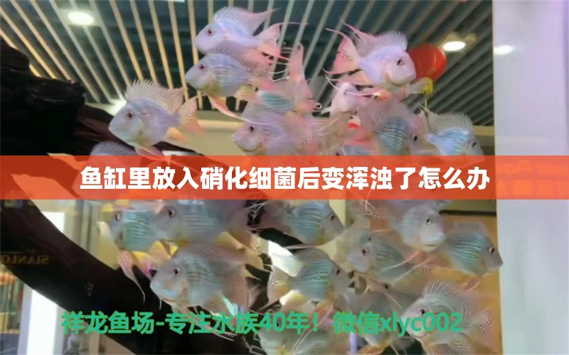 魚(yú)缸里放入硝化細(xì)菌后變渾濁了怎么辦 硝化細(xì)菌