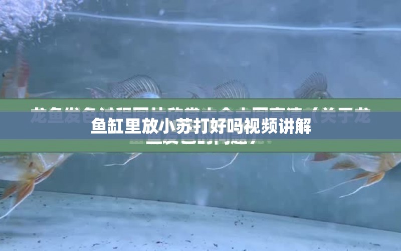 魚缸里放小蘇打好嗎視頻講解 水族問答 第1張