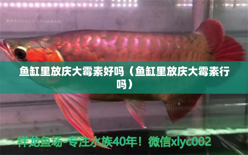 魚缸里放慶大霉素好嗎（魚缸里放慶大霉素行嗎）