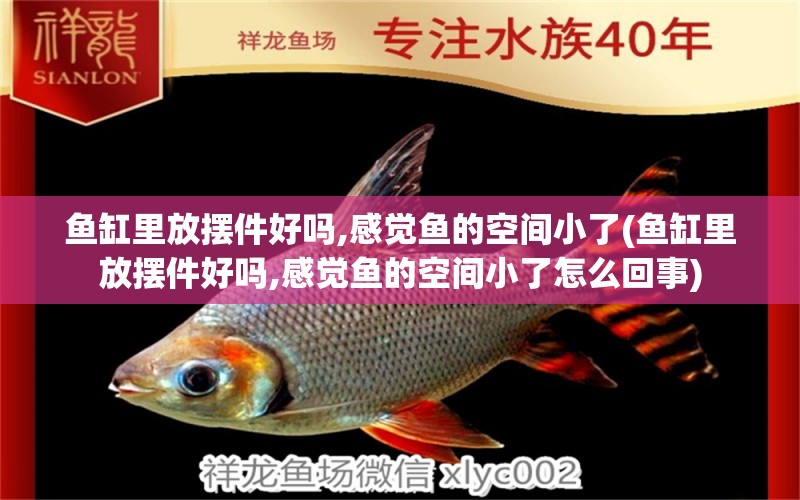 魚缸里放擺件好嗎,感覺魚的空間小了(魚缸里放擺件好嗎,感覺魚的空間小了怎么回事) 白子紅龍魚