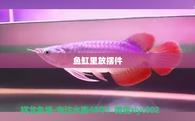 魚缸里放擺件