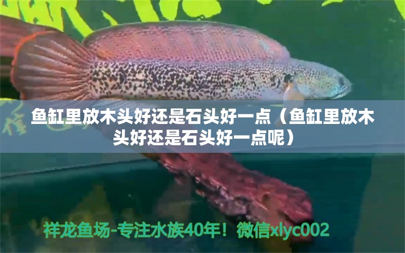 魚缸里放木頭好還是石頭好一點（魚缸里放木頭好還是石頭好一點呢） 其他品牌魚缸