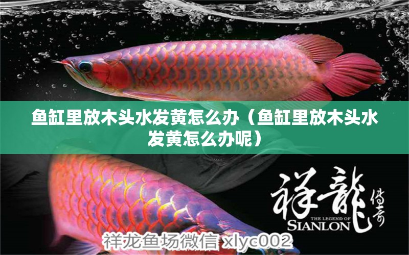 魚缸里放木頭水發(fā)黃怎么辦（魚缸里放木頭水發(fā)黃怎么辦呢） 其他品牌魚缸