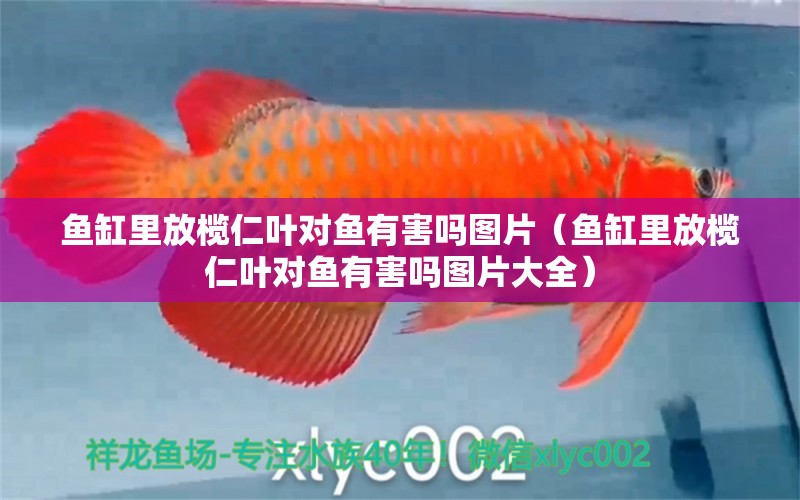 魚缸里放欖仁葉對(duì)魚有害嗎圖片（魚缸里放欖仁葉對(duì)魚有害嗎圖片大全）