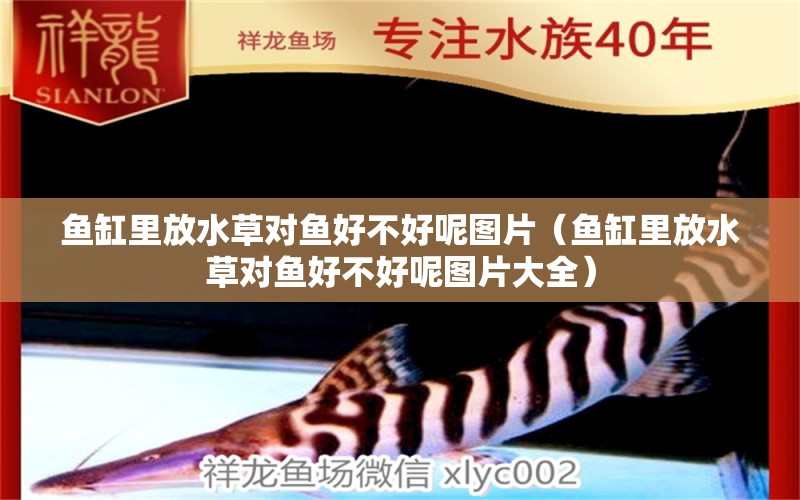 魚(yú)缸里放水草對(duì)魚(yú)好不好呢圖片（魚(yú)缸里放水草對(duì)魚(yú)好不好呢圖片大全） 水草