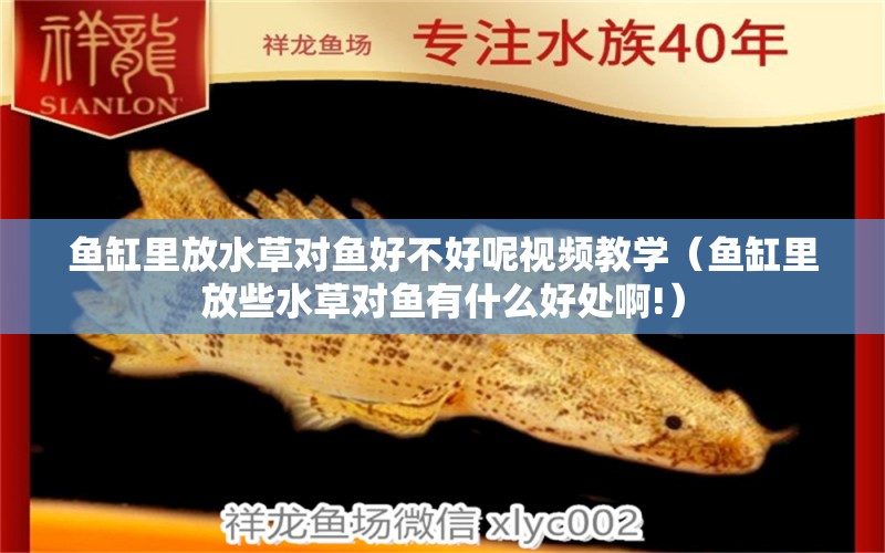 魚缸里放水草對(duì)魚好不好呢視頻教學(xué)（魚缸里放些水草對(duì)魚有什么好處啊!）